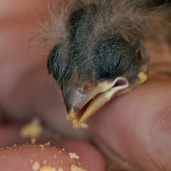 Tiere Vogel Nestling D31_6138 Kopie.jpg   26.04.jpg